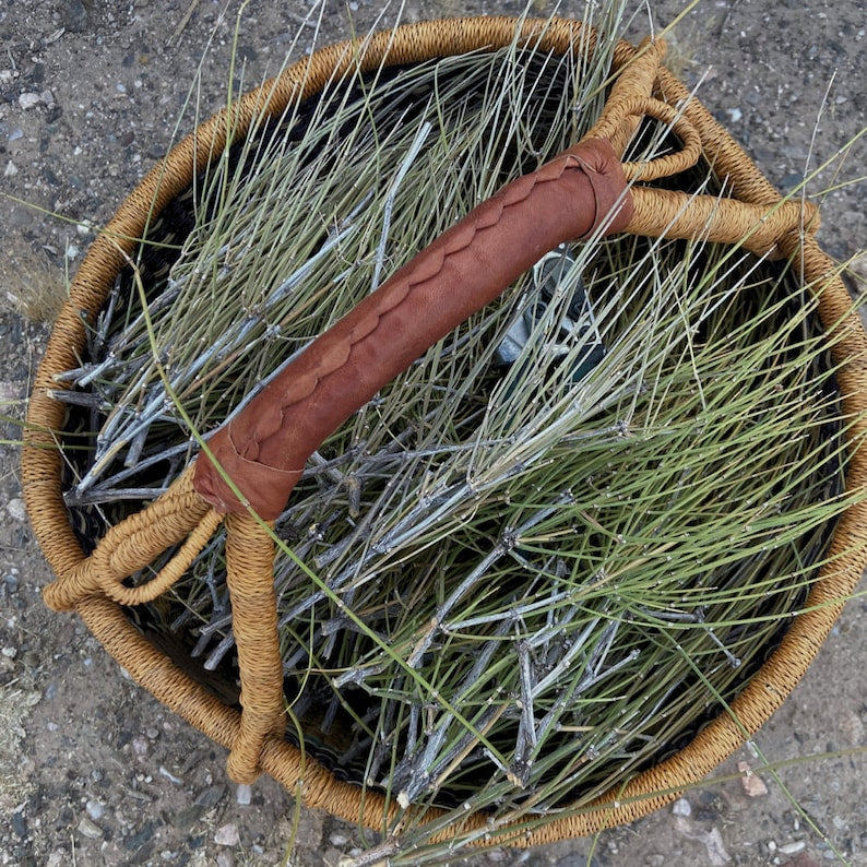 Mormon Tea, Jointfir Ain Khanta | Ephidra Girardiana