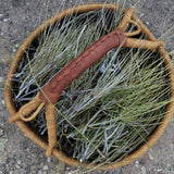 Mormon Tea, Jointfir Ain Khanta | Ephidra Girardiana