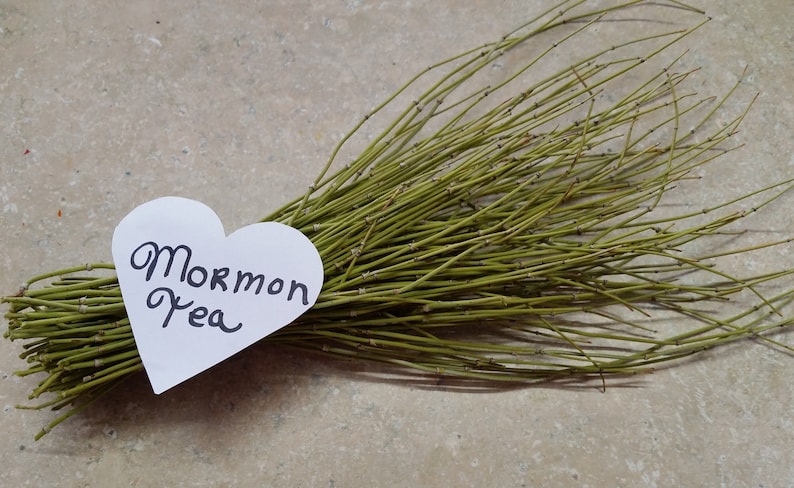 Mormon Tea - Brigham Tea - Ephedra Tea - SUBALPINE | USA WILDCRAFTED 8.8oz Dried Main image