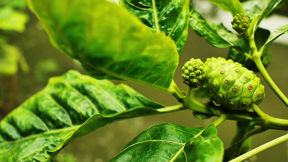 1.1 lb Organic Noni Fruit Powder 5:1 Extract Pure 17.6 oz Free Shipping Secondary image