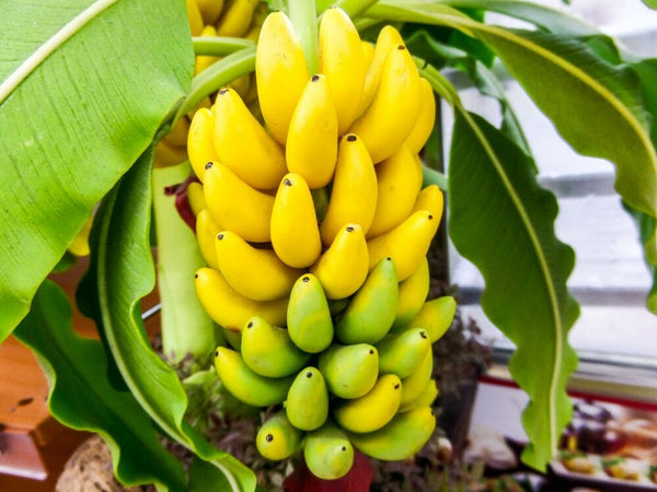 Organic Fruit Powder Blend: Lassi Mango, Pineapple, Banana, Papaya, Avocado