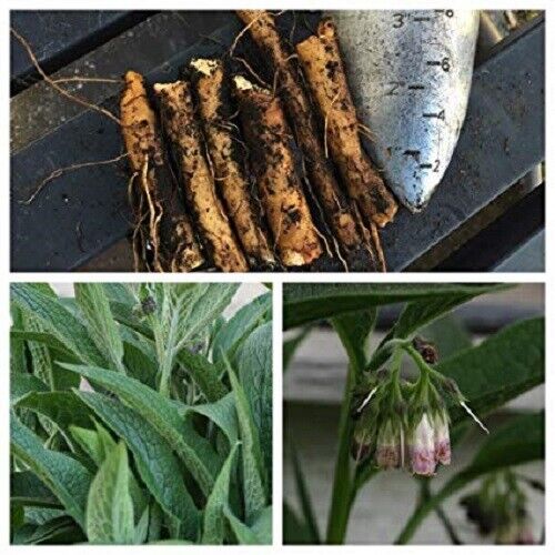 COMFREY ROOT PREMIUM HARVEST HERBAL TEA 250g Symphytum officinalis Dried Herb Secondary image
