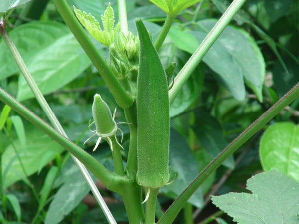 naturbelassenes Bio-Pulver aus getrocknetem Okra/Frauenfinger für Suppen