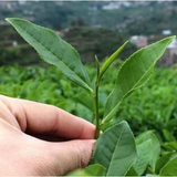 30Bags Anxi Tie Guan Yin Oolong Green Tea Chinese Tieguanyin Organic Oolong Tea