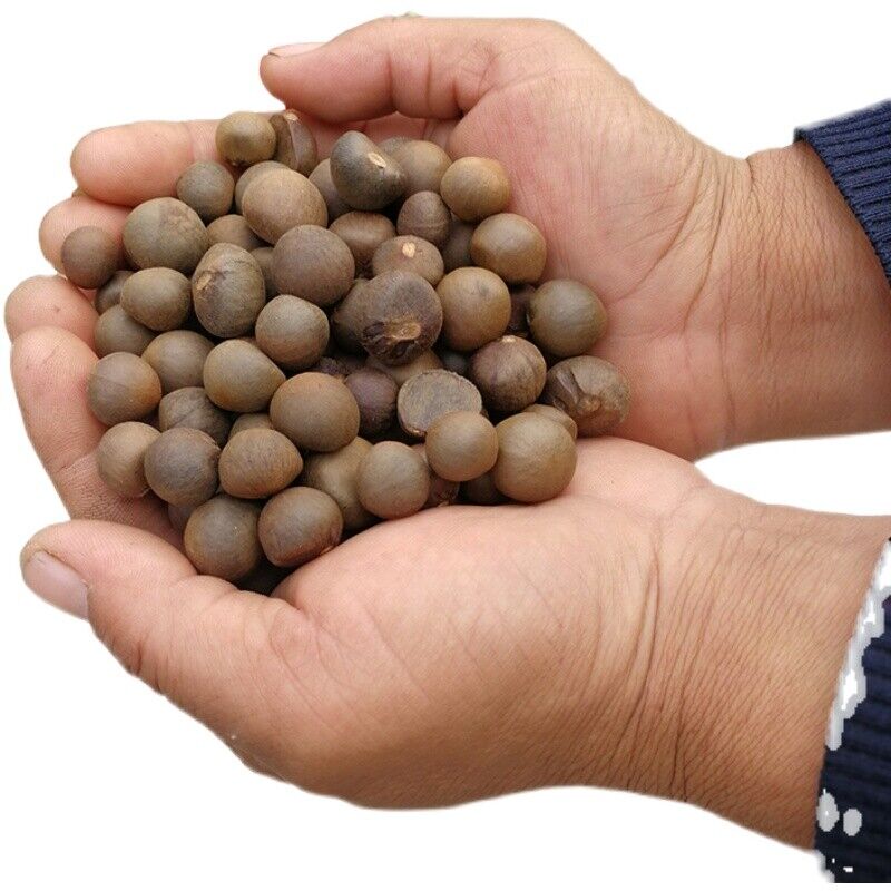 500g Xinyang Maojian Tea Seeds Camellia Sinensis Seed For Planting Secondary image