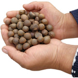 500g Xinyang Maojian Tea Seeds Camellia Sinensis Seed For Planting