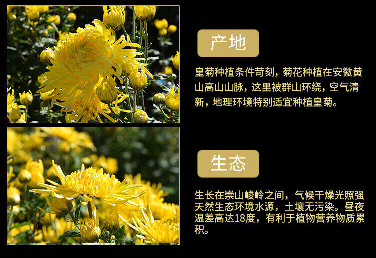 Chinese Chrysanthemum Tea Huangshan Golden Silk Chrysanthemum Blossom Tea 20g