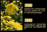 Chinese Chrysanthemum Tea Huangshan Golden Silk Chrysanthemum Blossom Tea 20g
