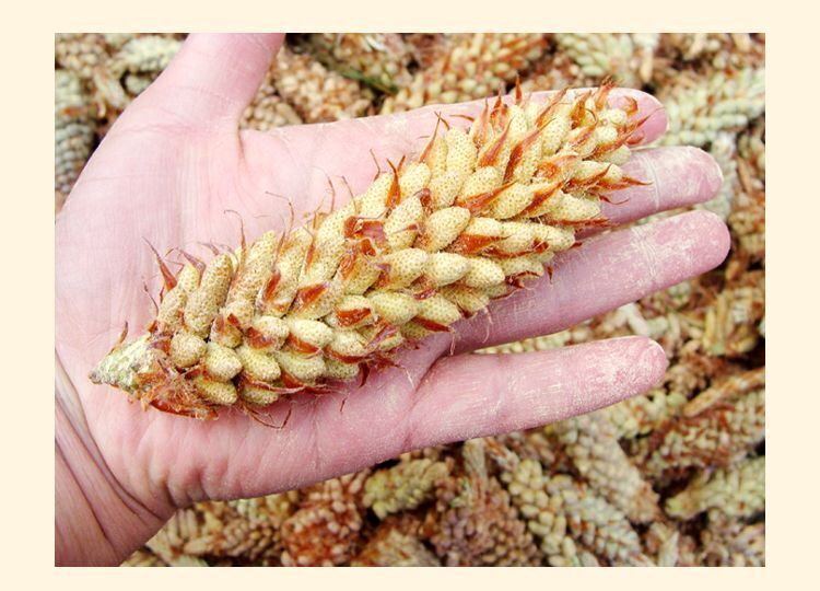 Yunnan Shell-broken Pine Pollen Tablet 100g 99% Cracked Cell Wall Herbal Extract