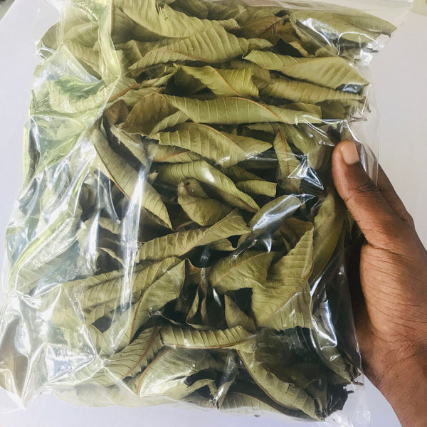 Premium Dried Guava Leaves - Hojas De Guayaba, 50g to 500g