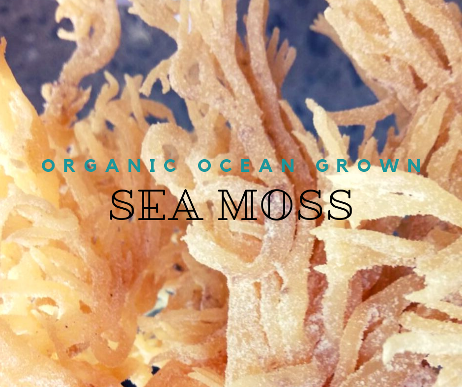 Whole Leaf Irish Moss Sea Moss 1 lb | Raw WildCrafted Superfood-16 Oz