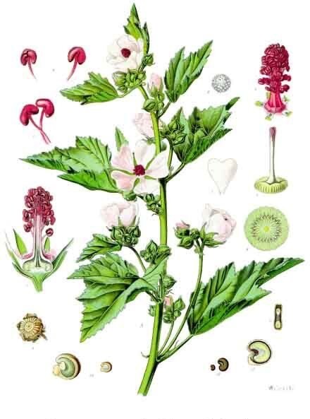 Marshmallow Root Extract Powder - Natural Althaea Apothecary-