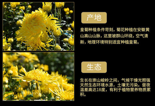 20g Chrysanthemum Blossom Tea  Chinese Chrysanthemum Tea Huangshan Golden Silk