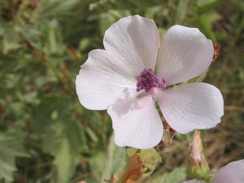Marshmallow Root Extract Powder - Natural Althaea Apothecary-