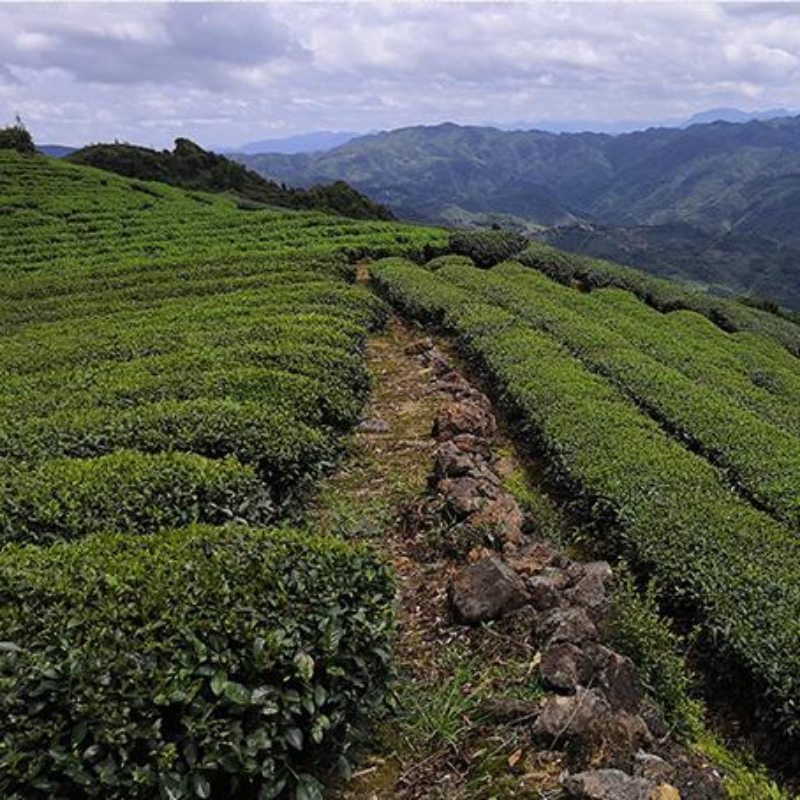 250g Flower Fragrance Narcissus Oolong Tea Carbon Baked Wuyi Rock Tea Loose Leaf