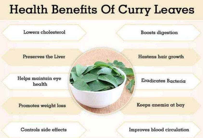 Natural Pure Premium Quality (Murraya Koenigii) Dried Organic Curry Leaves/leaf