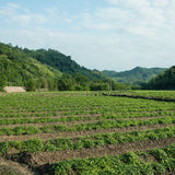 Chinese Herbal Tea Organic Jiao Gu Lan Jiaogulan Flower Gynostemma Green Tea