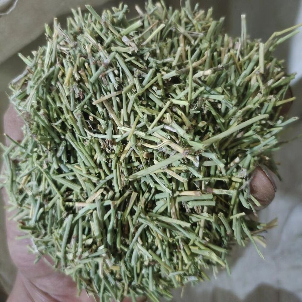 500 Pure Herbal china Green Tea Wild Tea Health Herbs Huang Tea Loose weight Main image