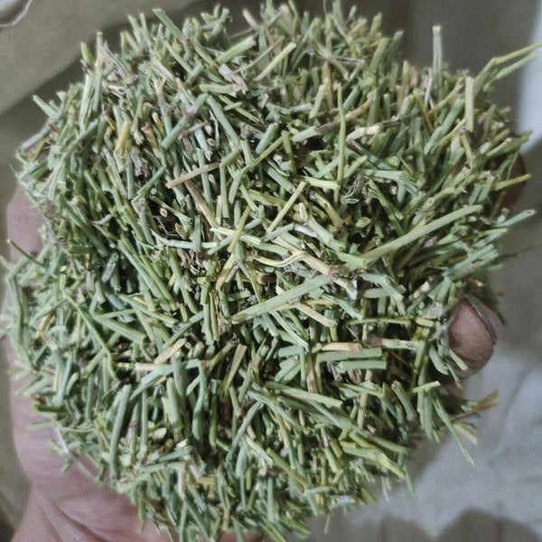 500 Pure Herbal china Green Tea Wild Tea Health Herbs Huang Tea Loose weight