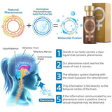 Pheromone Perfume Spray Aphrodisiac Golden Lure Her For Men to Attract Women NEW