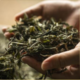 357g Raw Puerh Tea Cake Laobanzhang Pu-erh Shengcha Year Spring Pu'er Tea