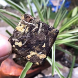 100g Jasmine Flower White Tea Chinese Gongmei White Tea Cake Organic White Tea