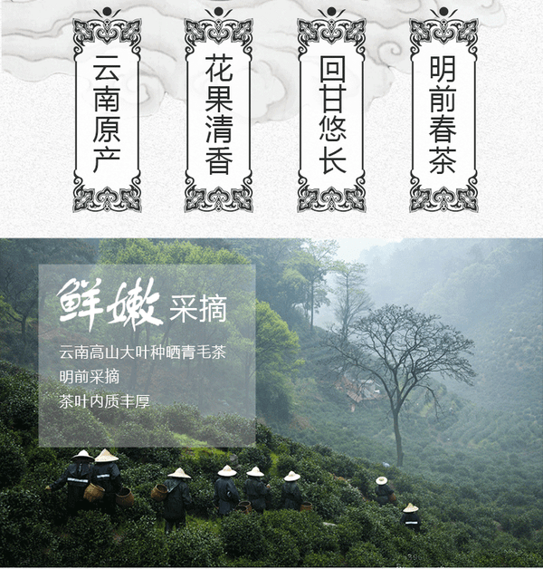 Yunnan Plateau Organic Supreme Bi Luo Chun Pre-Ming Snail Spring Green Tea 250g