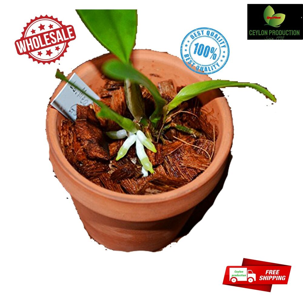 Organic Coconut Husk Chips 1-2cm Husk fiber Orchids Anthodium Growing Medium Secondary image