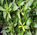 Senna Dried Leaves Herb Herbal Tea Loose Leaf tea 100% Natural