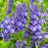Skullcap Leaf Tea Herb Scutellaria baicalensis Prue Natural