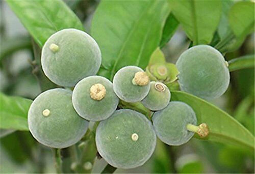 Chinese Huazhou Exocarpium Citri Grandis Slice or Hua Ju Hong Peel Herbal 100g