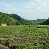 Organic Jiao Gu Lan Jiaogulan Flower Gynostemma Green Tea Chinese Herbal Tea