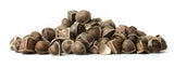 Moringa Oleifera Seeds WINGLESS Fresh Organic Semillas de Moringa Tree