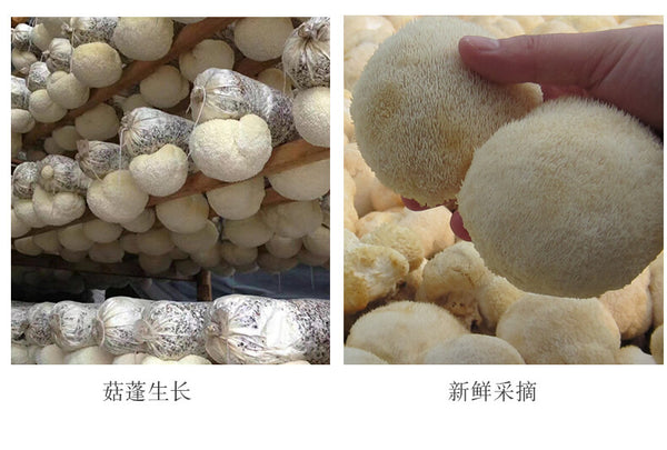 Dried Lion's Mane Mushroom Health Stomach Herbs