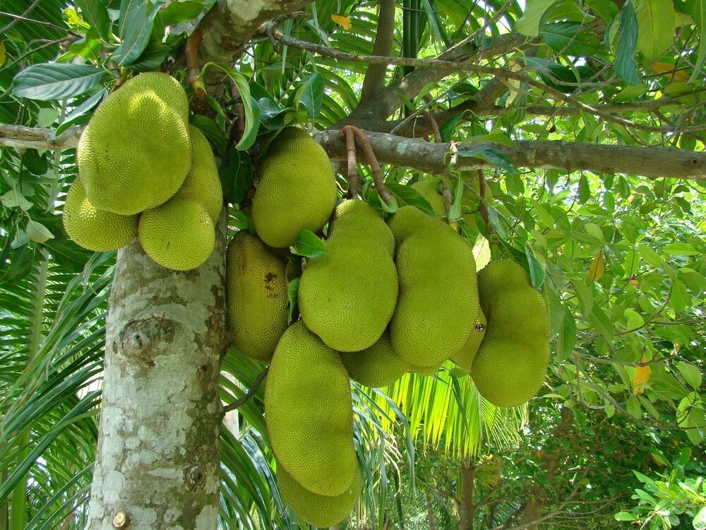 Fruit Powder Organic Lassi Mango Pineapple Banana Papaya Avocado jack fruit