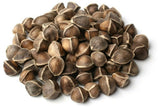 Moringa Oleifera Seeds WINGLESS Fresh Organic Semillas de Moringa Tree