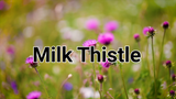 Milk Thistle Seed Powder 1.1lb Silybum Marianum