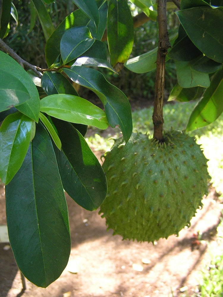 Graviola/Annona/Muricat Tropical Fruit powder/ Organic Dehydrated/dried Soursop