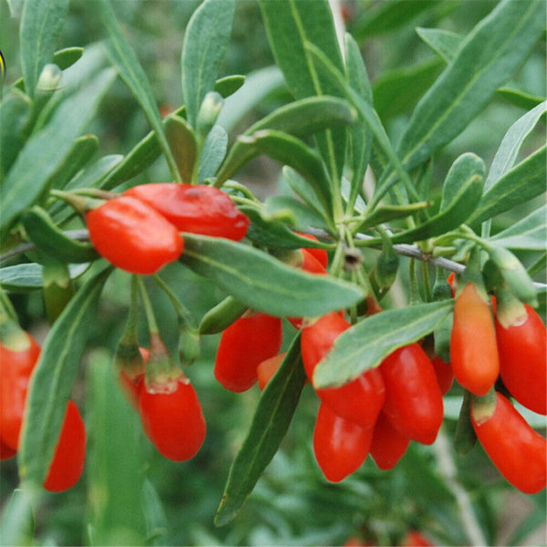 100g Natural goji ning xia zhong ning goji berry Chinese wolfberry goji tea