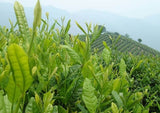 Fresh Milk Oolong Tea High Quality Green Tea Organic Taiwan JinXuan Wu Long 250g