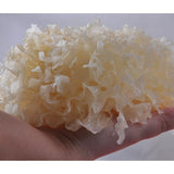 White Fungus Mushroom Dry Snow Fungus Tremella Fuciformis Silver Ear YinEr