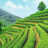 Organic Dried Bulk Lotus Leaf Tea Herbal Tea Specialty Tea Weight Loss Tea 250g