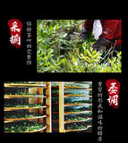 Premium Organic Non-Smoked Lapsang Souchong Black Tea 500g Zheng Shan Xiao Zhong