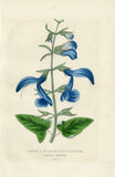 Lobelia Herb Dried Lobelia inflata 500g Apothecary Herbal