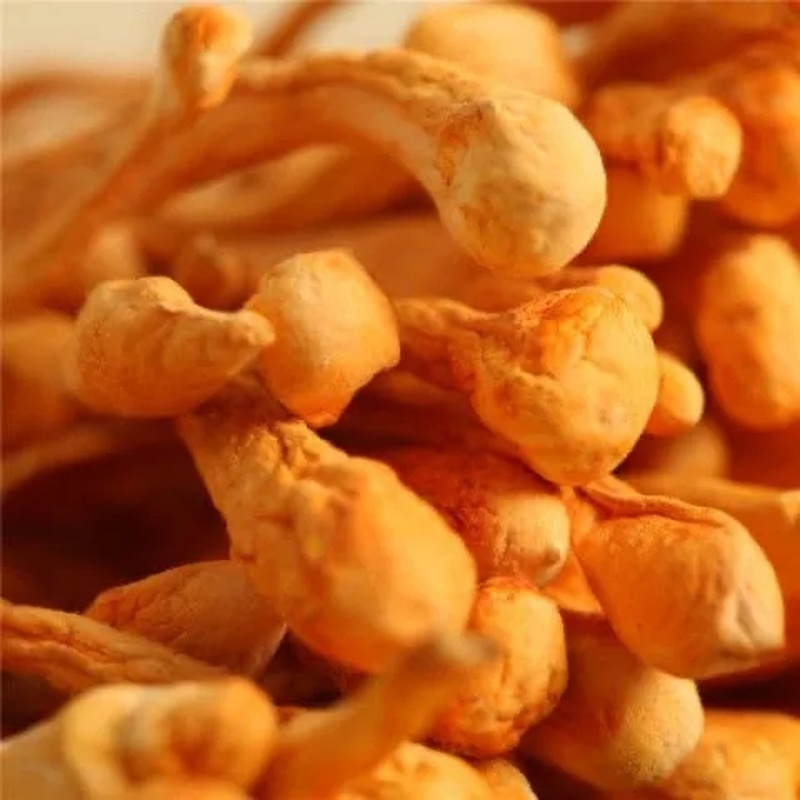 Tradition Organic Cordyceps Sinensis Dried Mushroom 250g/8.8oz