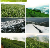 Organic Premium Taiwan High Mountain Dong Ding DongDing Tung Ting Oolong Tea