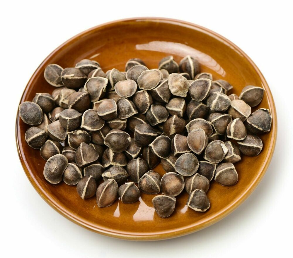 Moringa Oleifera Seeds WINGLESS Fresh Organic Semillas de Moringa Tree
