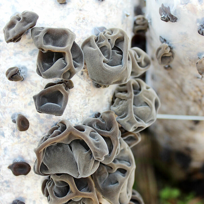 Dried Black Fungus Mu Er Chinese Wood Ear Jew's Ear Food Mushroom Natural 250g Secondary image