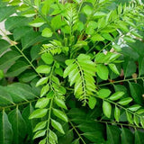 Natural Pure Premium Quality (Murraya Koenigii) Dried Organic Curry Leaves/leaf