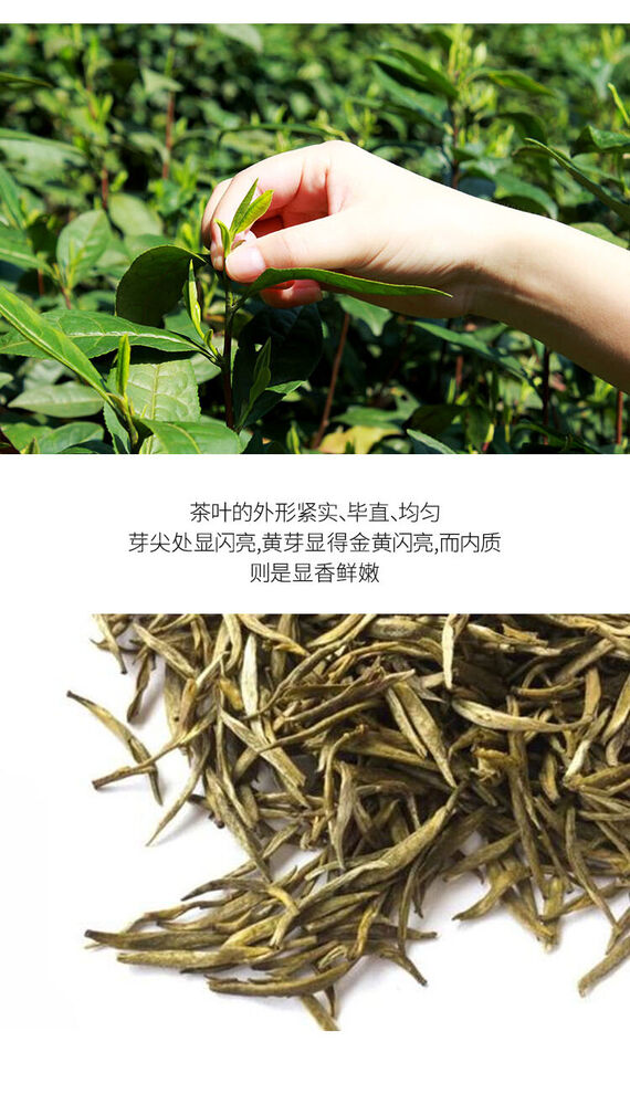 Mini Gold Brick * JUNSHAN Jun Shan Huang Cha China Yellow Tea Pressed 50g Box